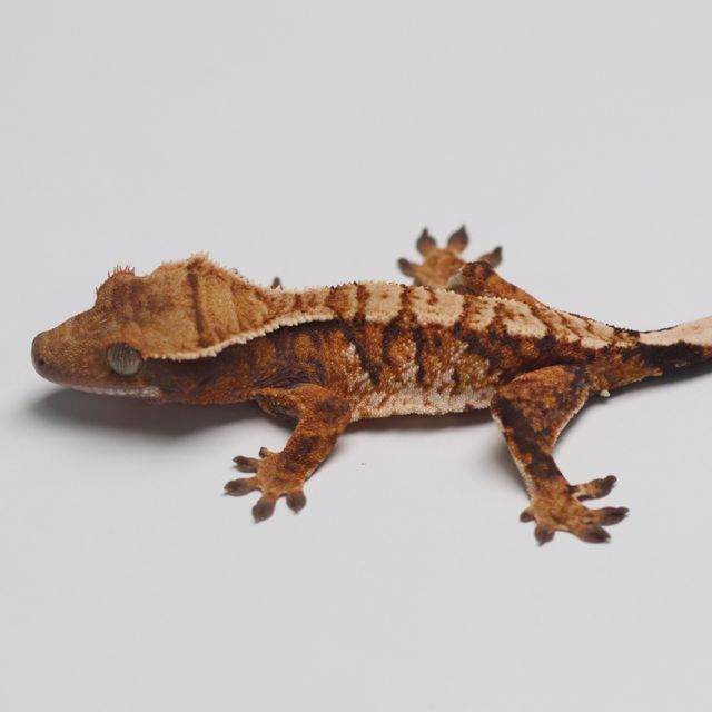 트라이 바브