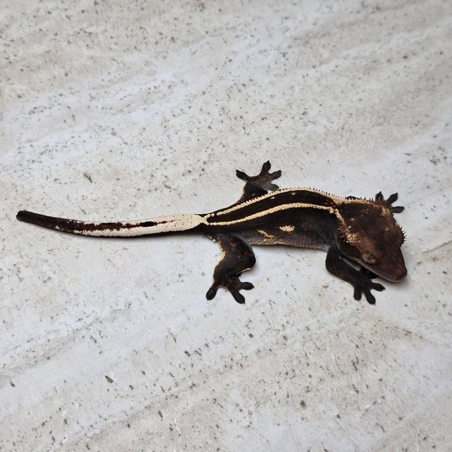 100%헷아잔틱 엠티백