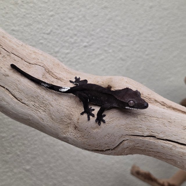 Charcoal Phantom Axanthic
