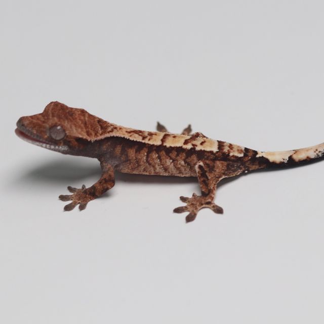 세이블