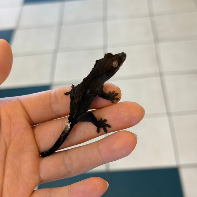 챠콜 팬텀 카푸치노