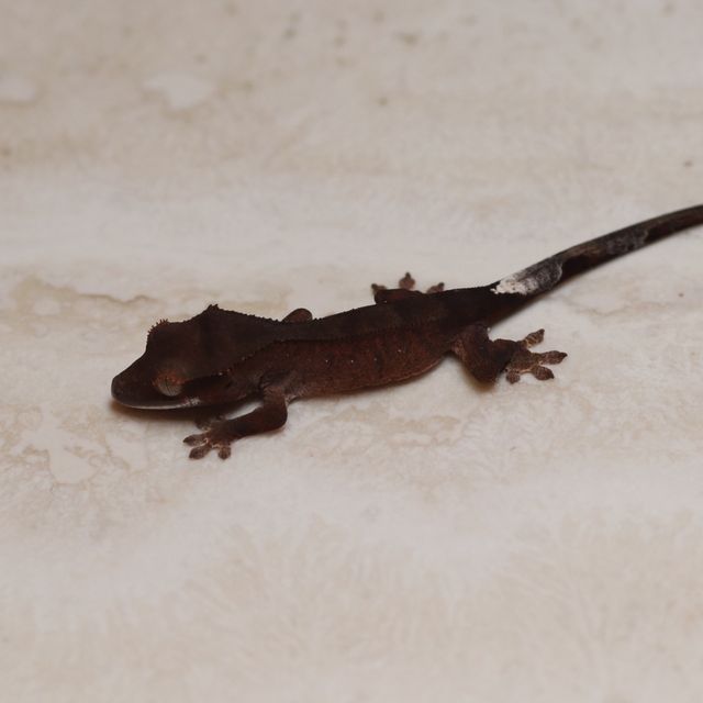 100% Het Axanthic Charcoal Phantom Cappuccino