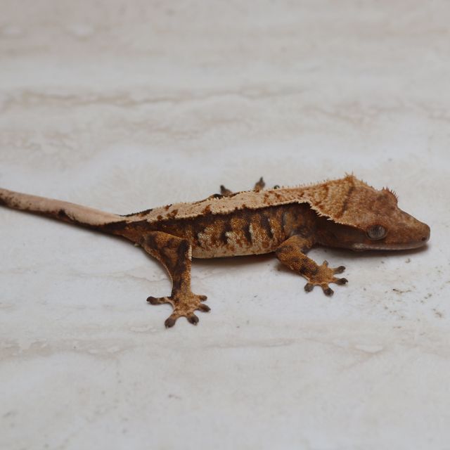 트라이