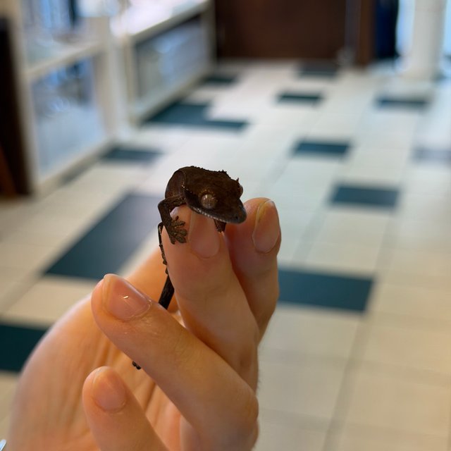 챠콜 팬텀 카푸치노