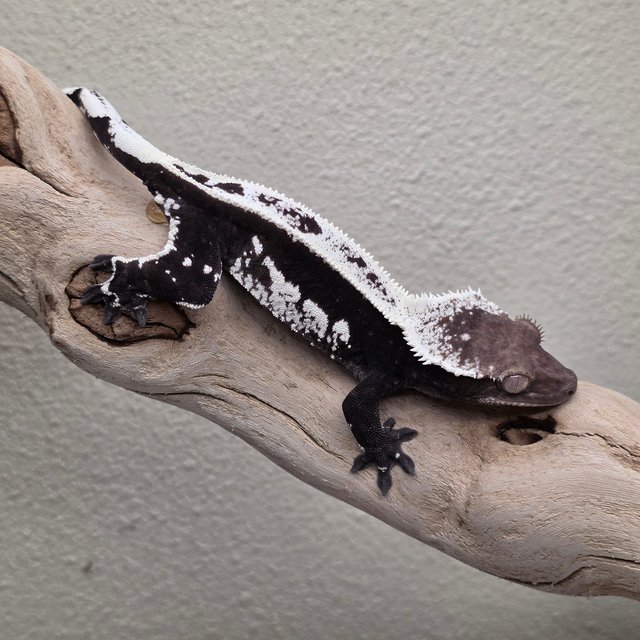 Axanthic