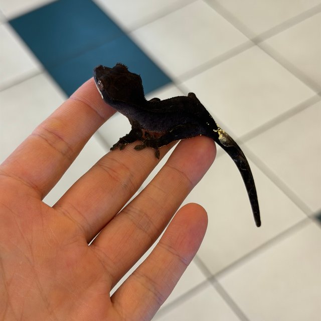 Cappuccino Phantom Charcoal