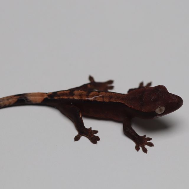 아잔틱 챠콜