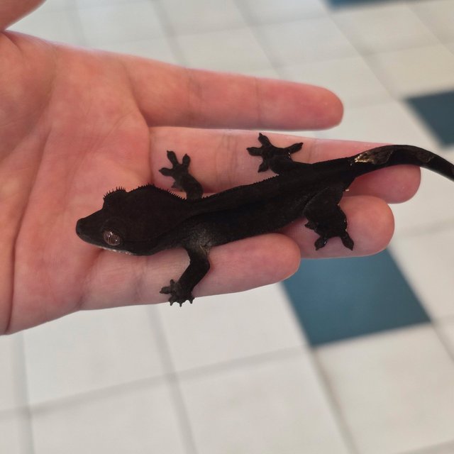 Charcoal Phantom Cappuccino