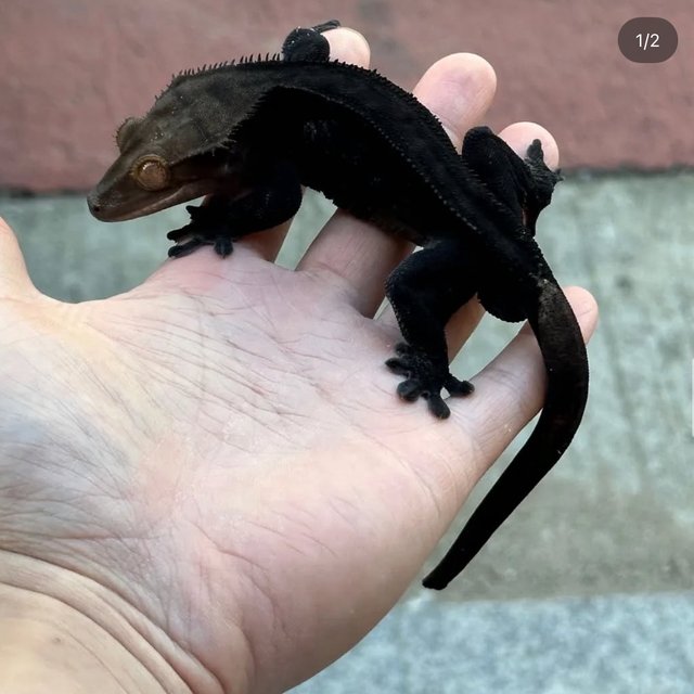 Charcoal Super Stripe Phantom Cappuccino