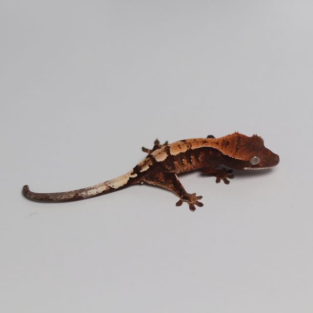세이블