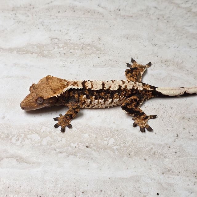 트라이