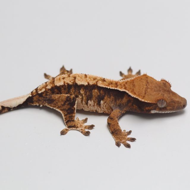 트라이