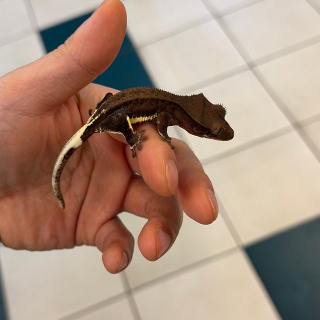 챠콜 팬텀 릴리화이트