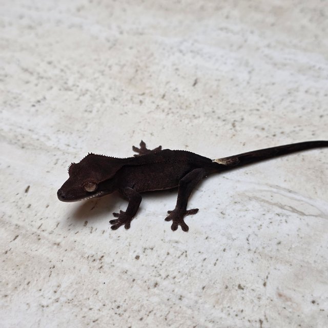 Charcoal Phantom Cappuccino