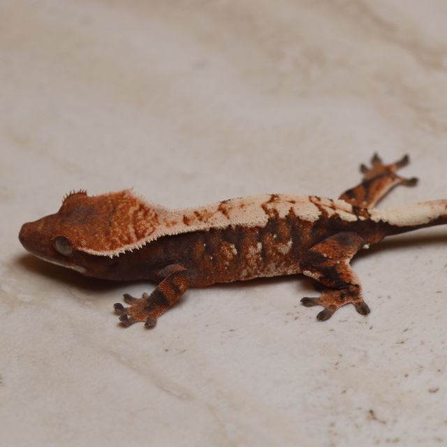 세이블