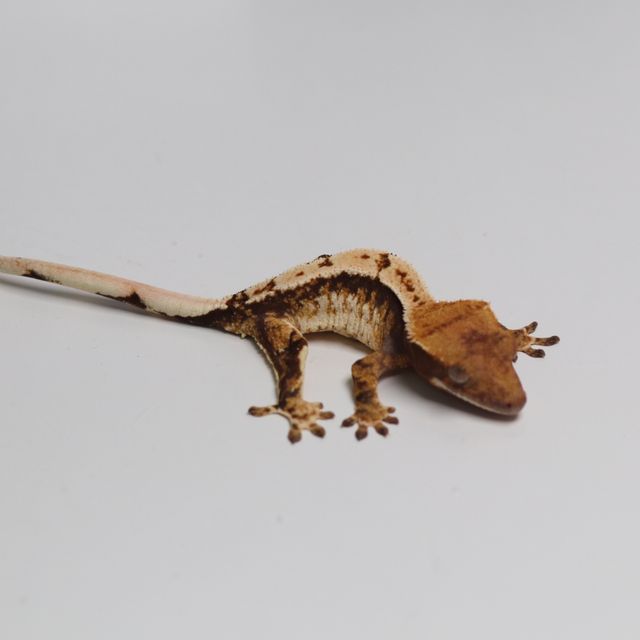 트라이