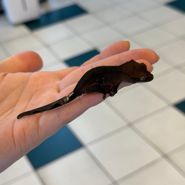 챠콜 팬텀 카푸치노