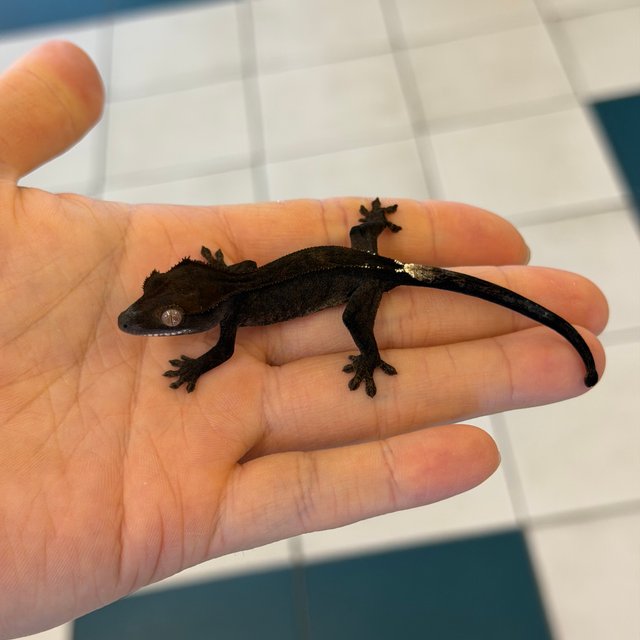 챠콜 팬텀 카푸치노