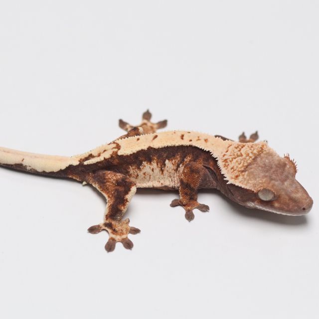 세이블