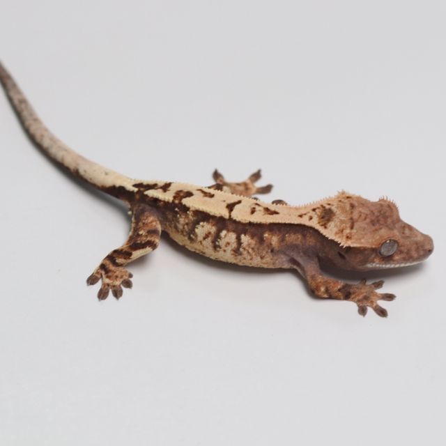 세이블