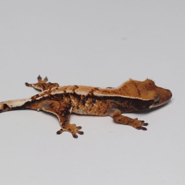 트라이