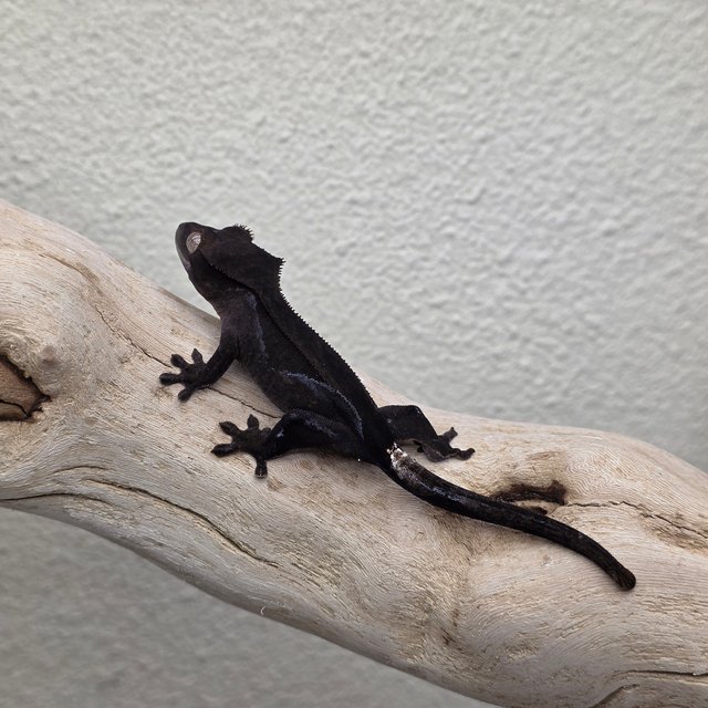 Charcoal Super Stripe Phantom Cappuccino