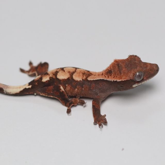 세이블