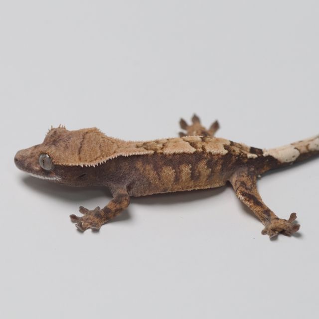 세이블