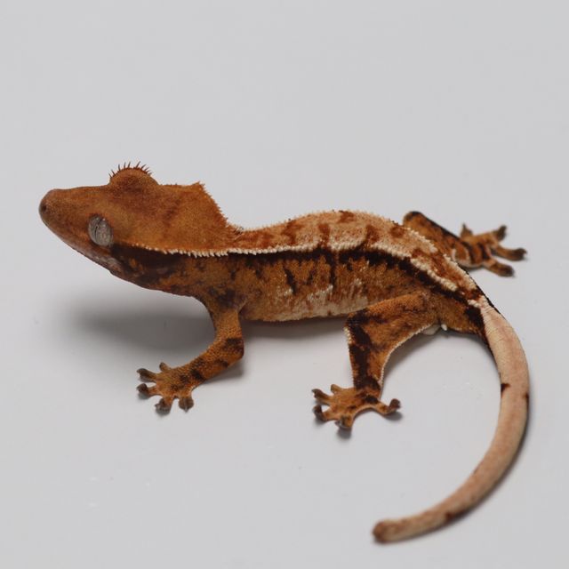 트라이