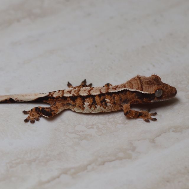 트라이