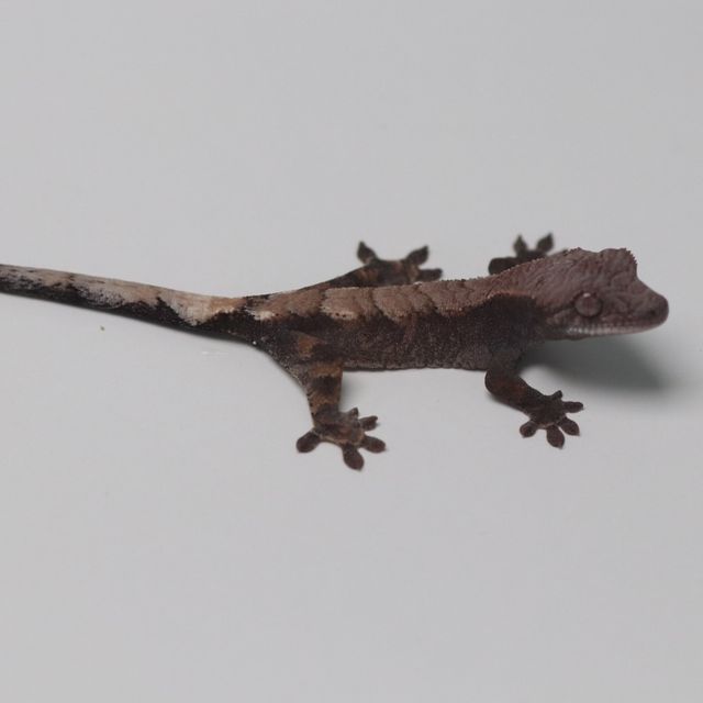 세이블