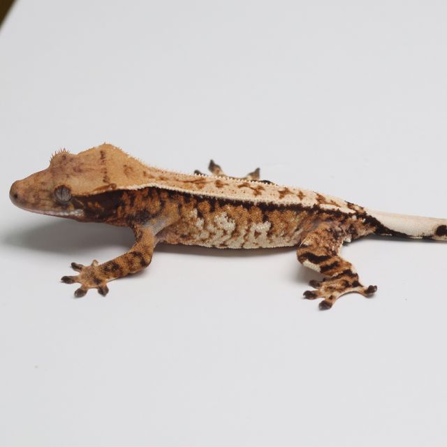 트라이