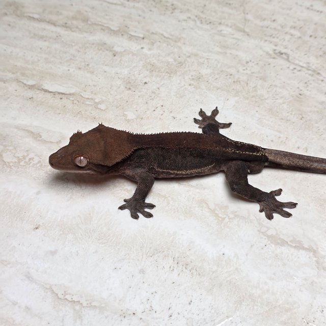 챠콜 팬텀 릴리화이트