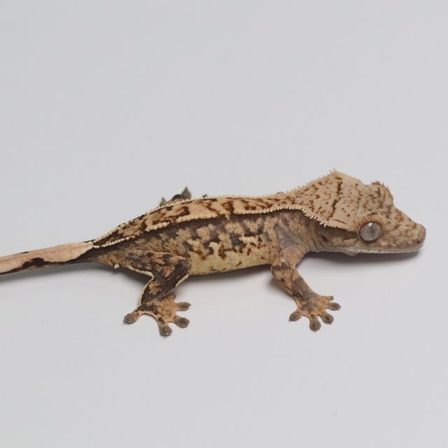 트라이