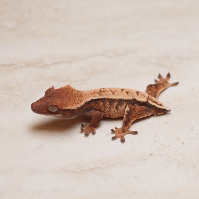 세이블