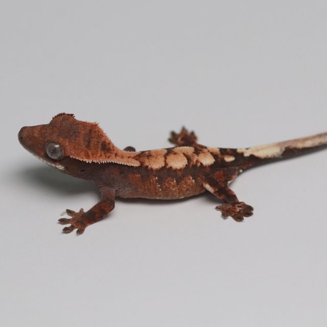 세이블