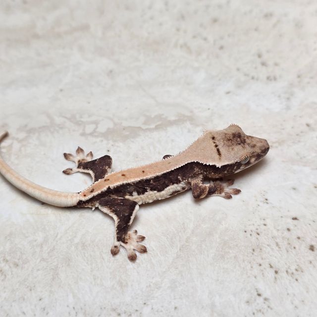 릴리100%헷아잔틱