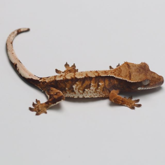 트라이 바브