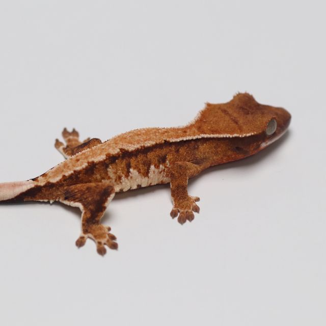 노멀 트라이