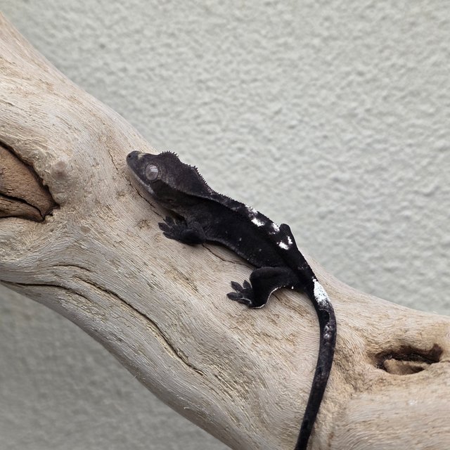 Axanthic