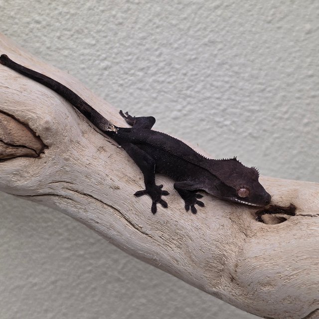 Charcoal Phantom Cappuccino