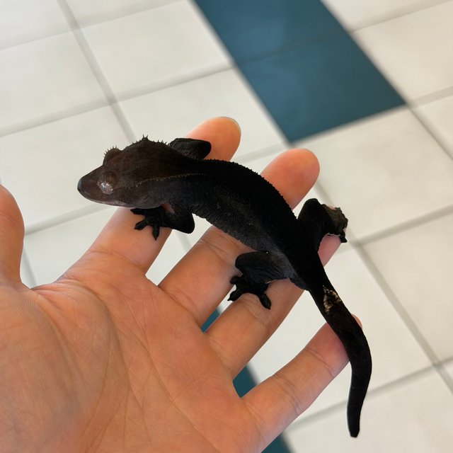 Axanthic