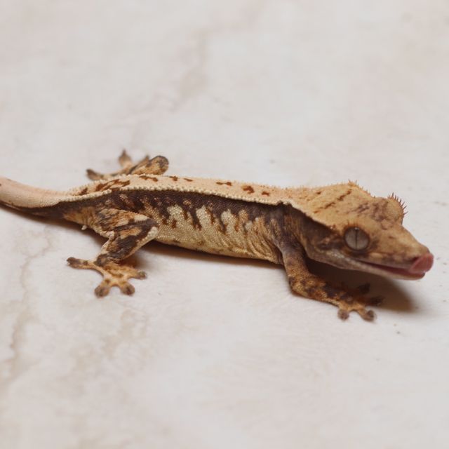 트라이