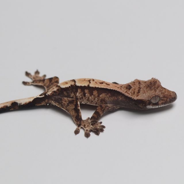 세이블