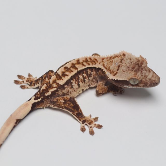 트라이