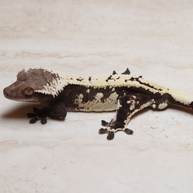 세이블