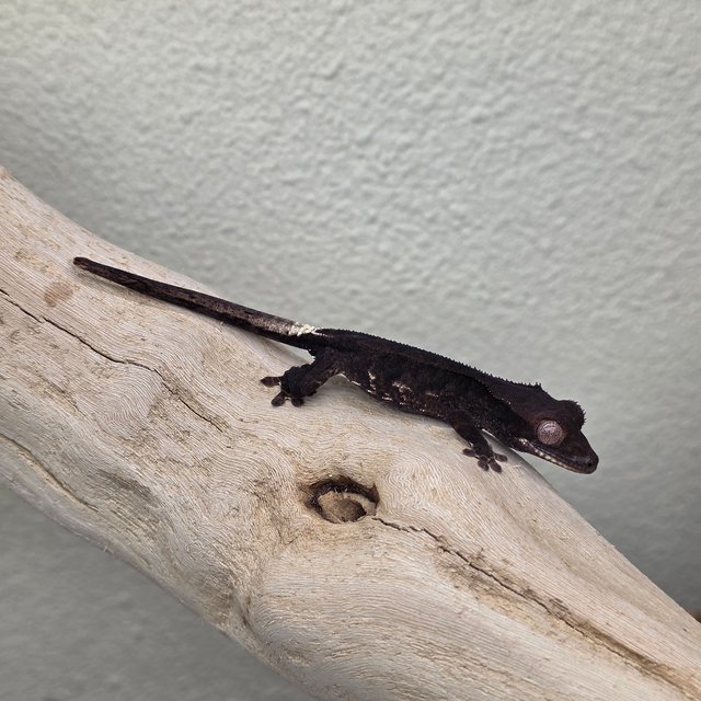 Charcoal Phantom Lilly White