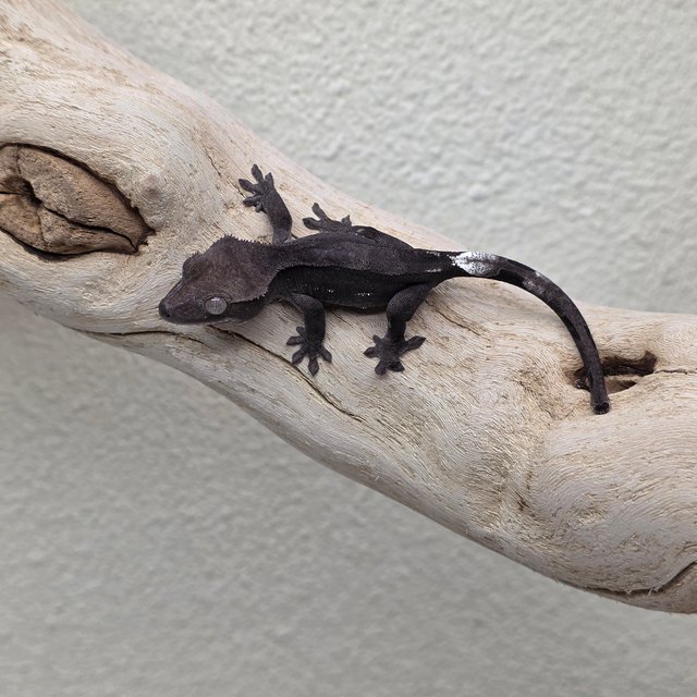 Charcoal Phantom Cappuccino Axanthic