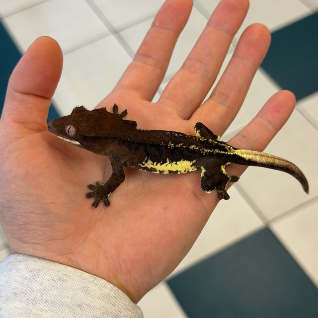 챠콜 팬텀 프라푸치노