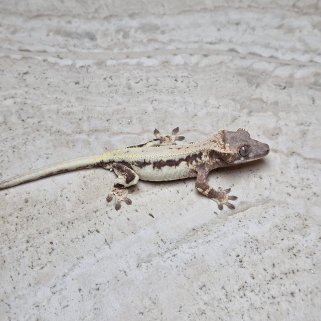 100%헷아잔틱 릴리 세이블